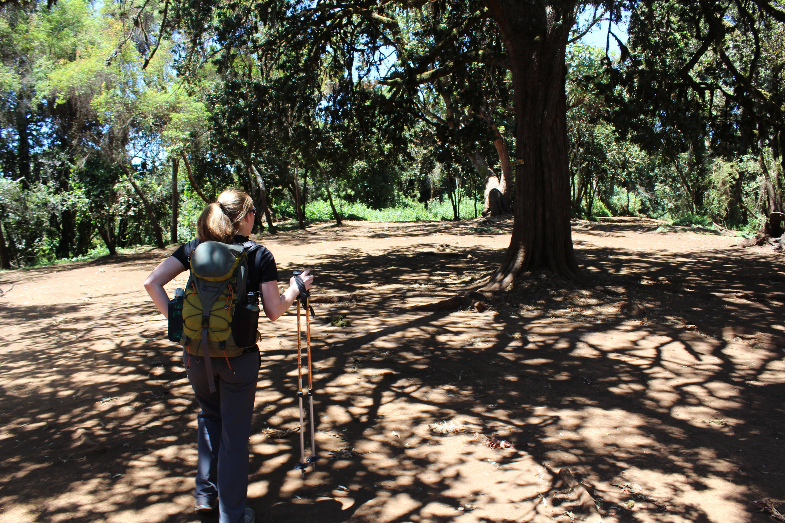 Big Tree Camp