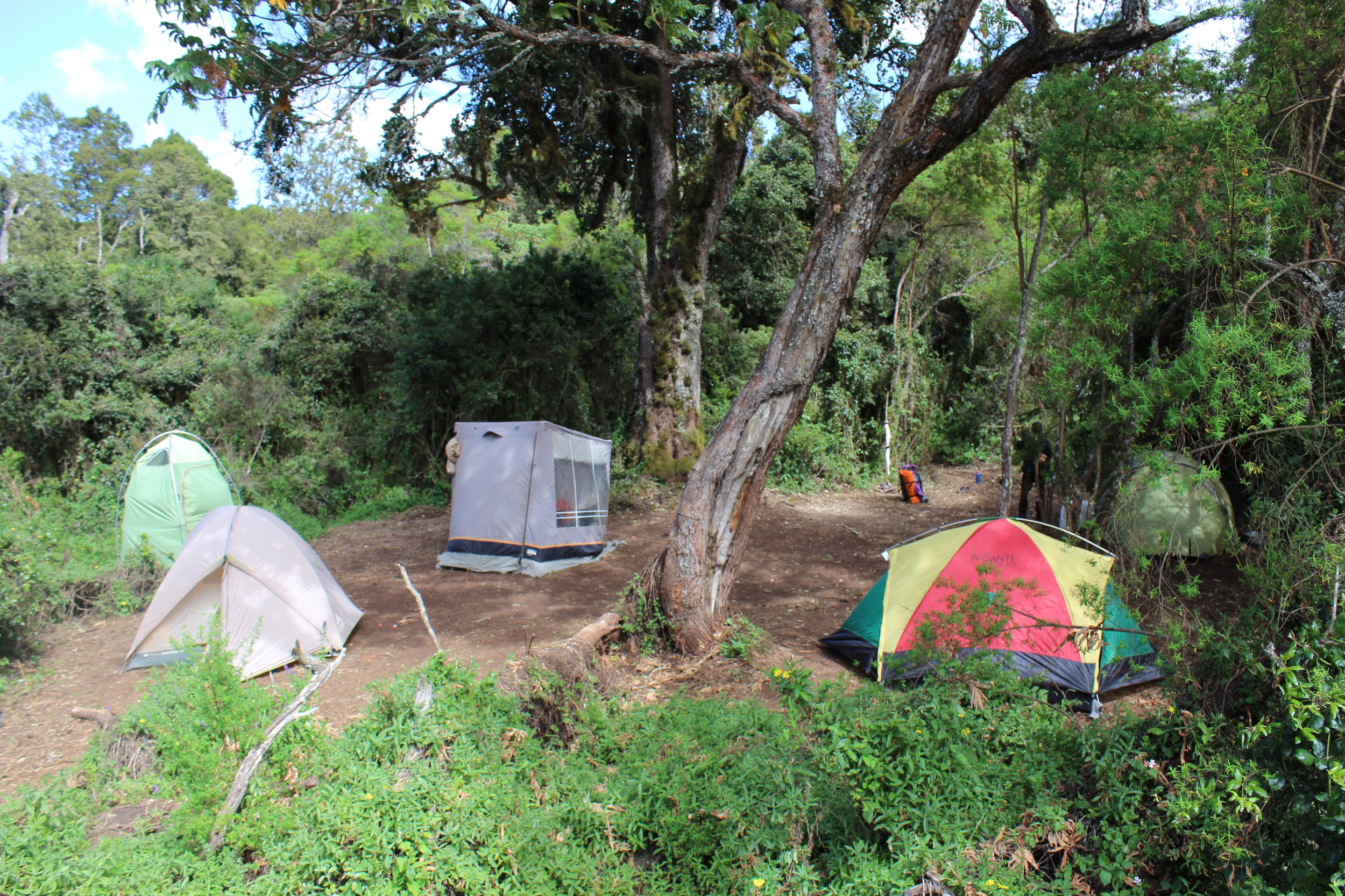 Our tents at Big Tree Camp