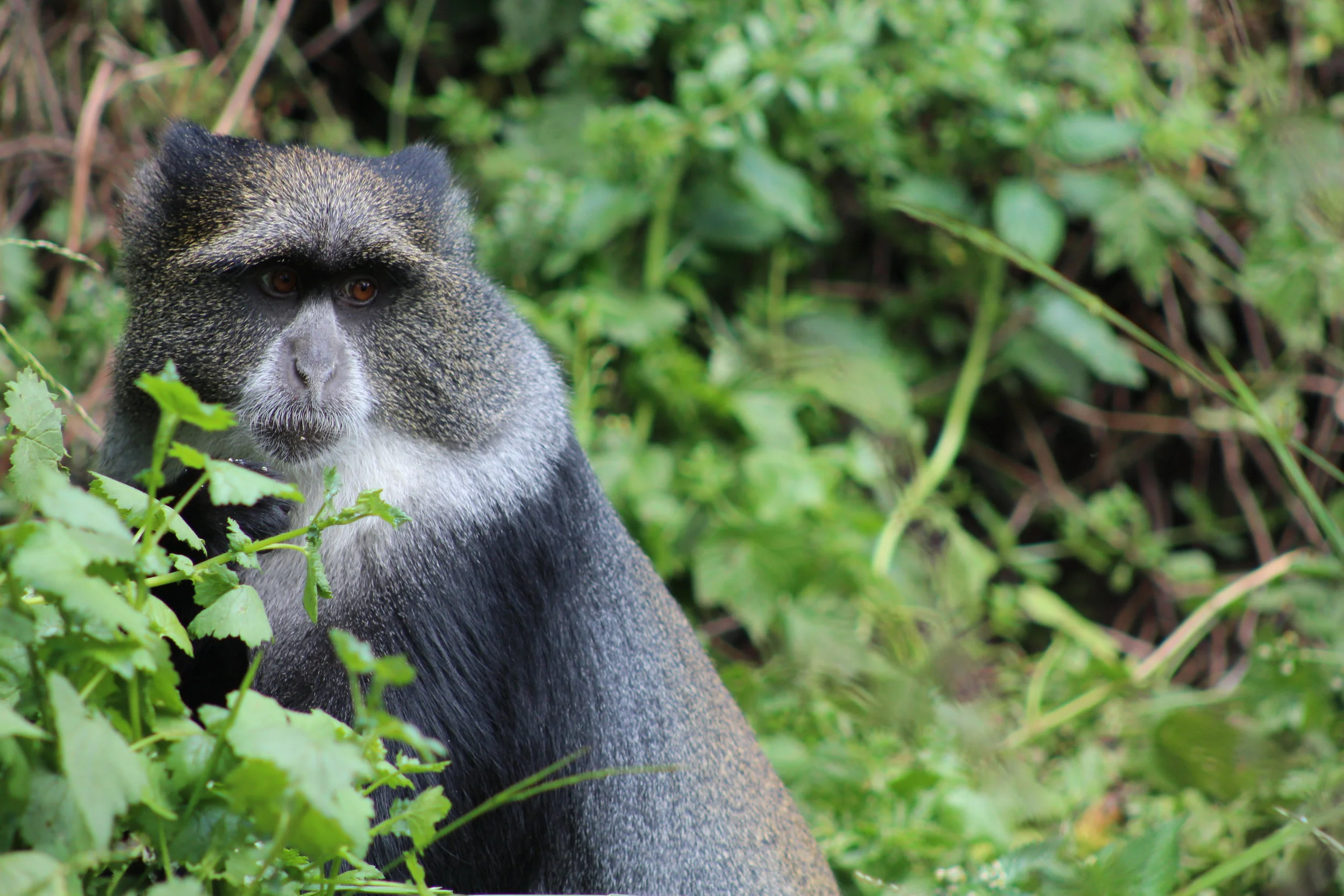 Mount Kilimanjaro Day 1 - Lemosho Glades to Big Tree Camp