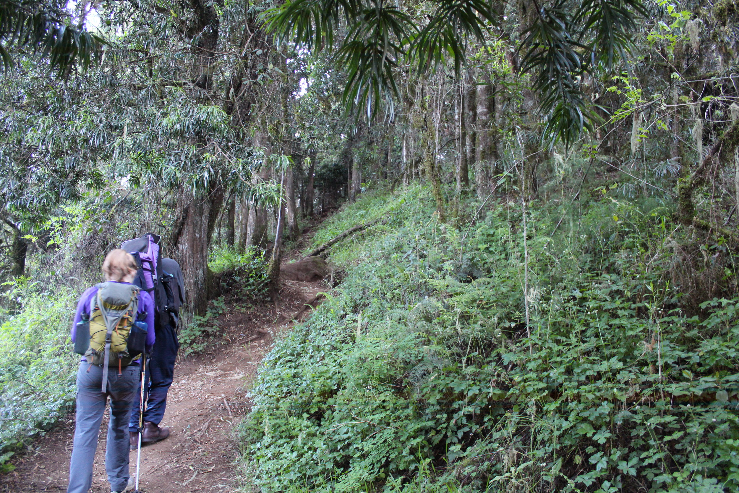 Hiking in the jungle on day 2 of the Lemosho Route