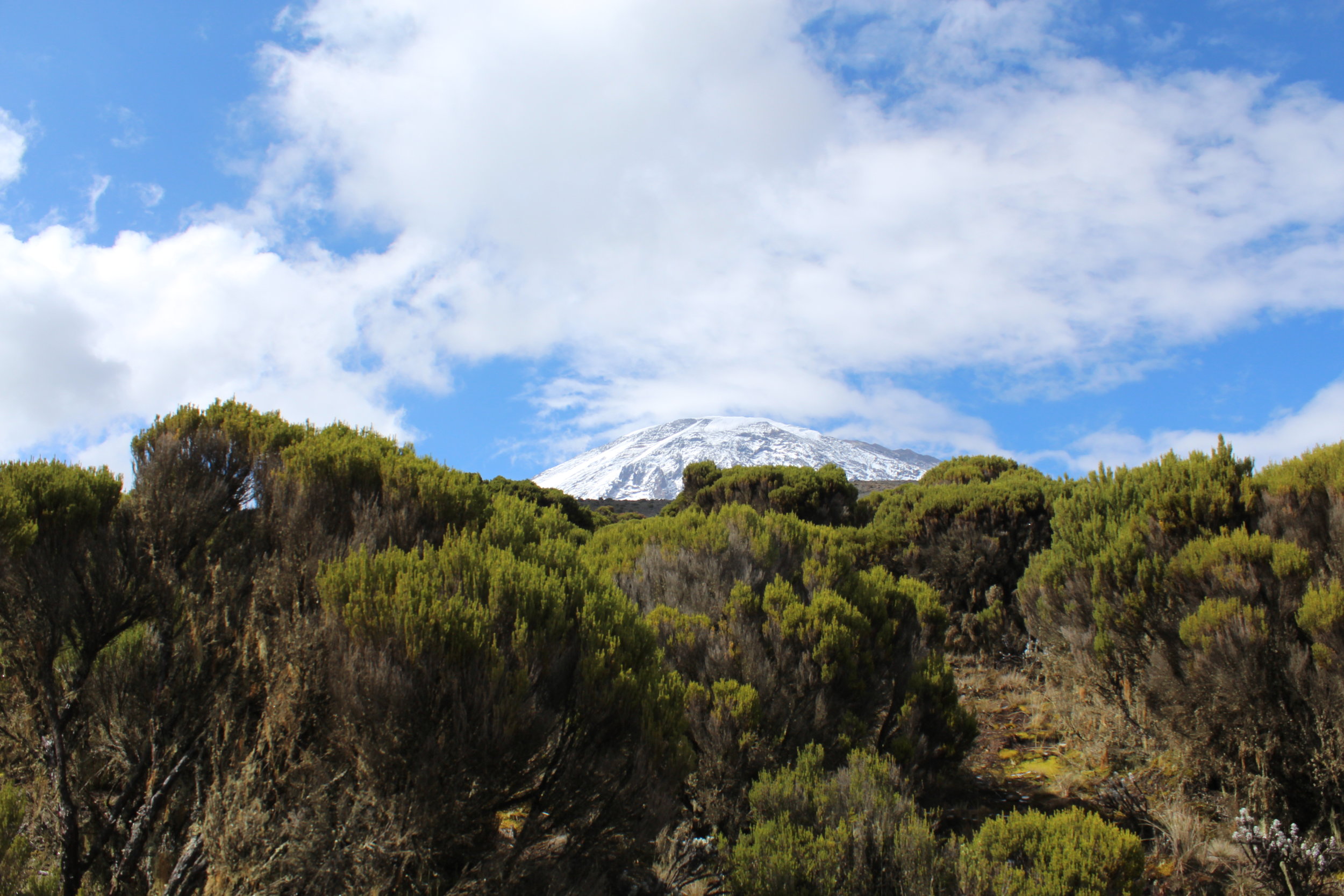 View of Kilimanjaro from Millenium Camp