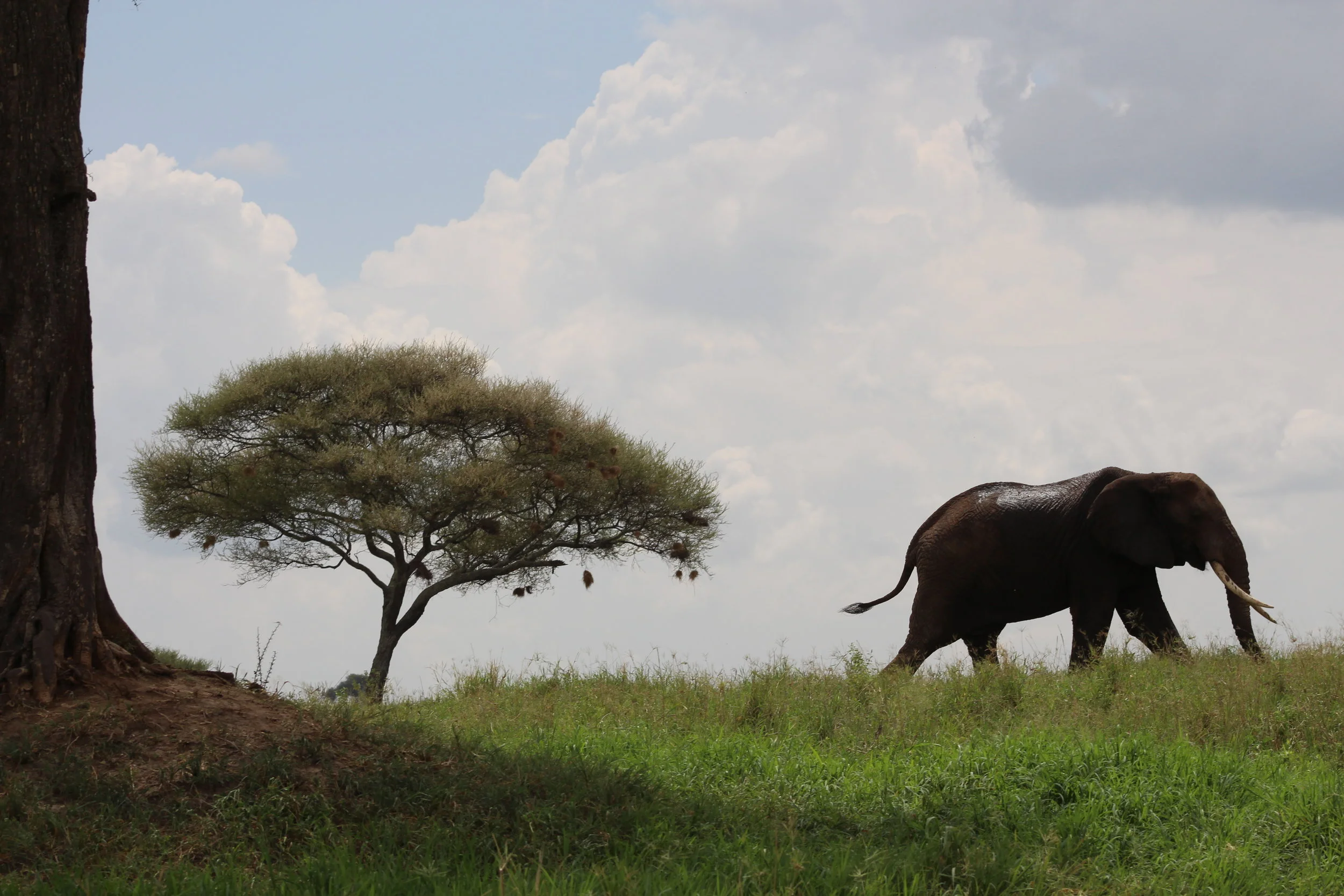 Tanzania Day 14 - Safari Time!