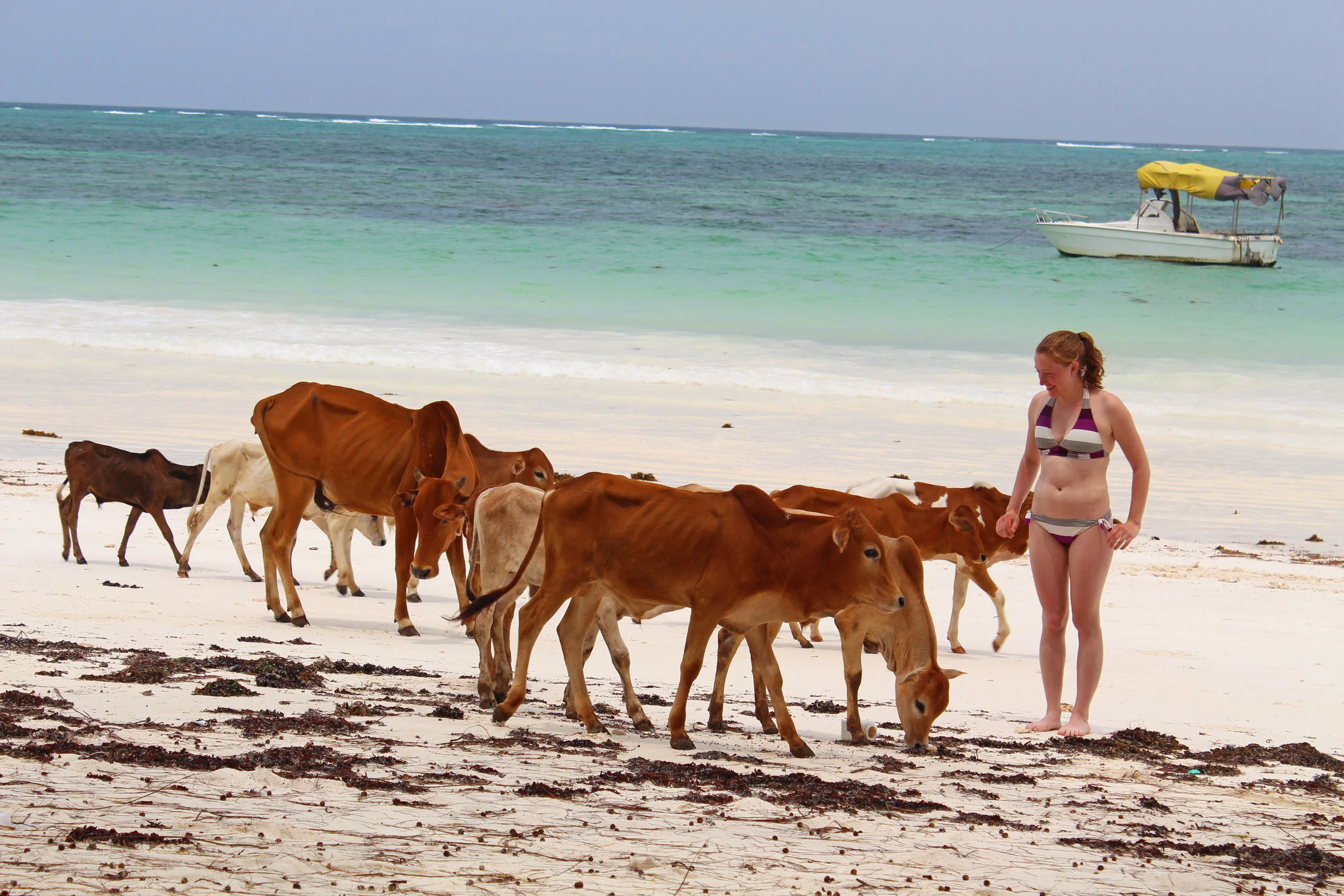 Herd of cows on the beach in Kiwengwa, Zanzibar