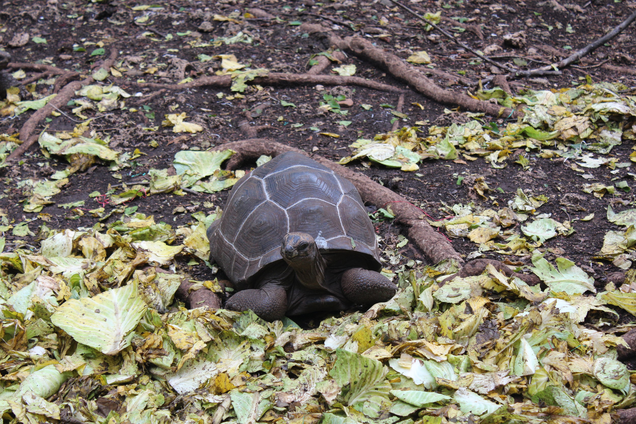 Tortoise on Prison Island