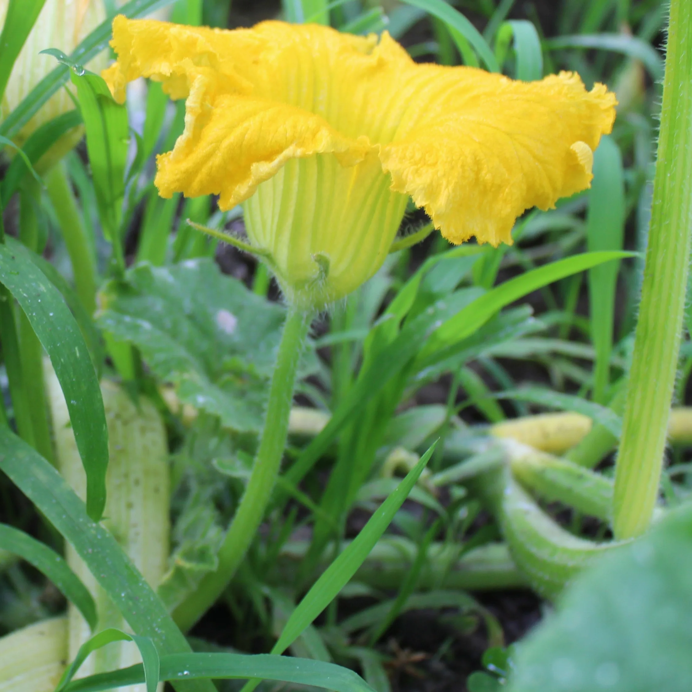Male flower