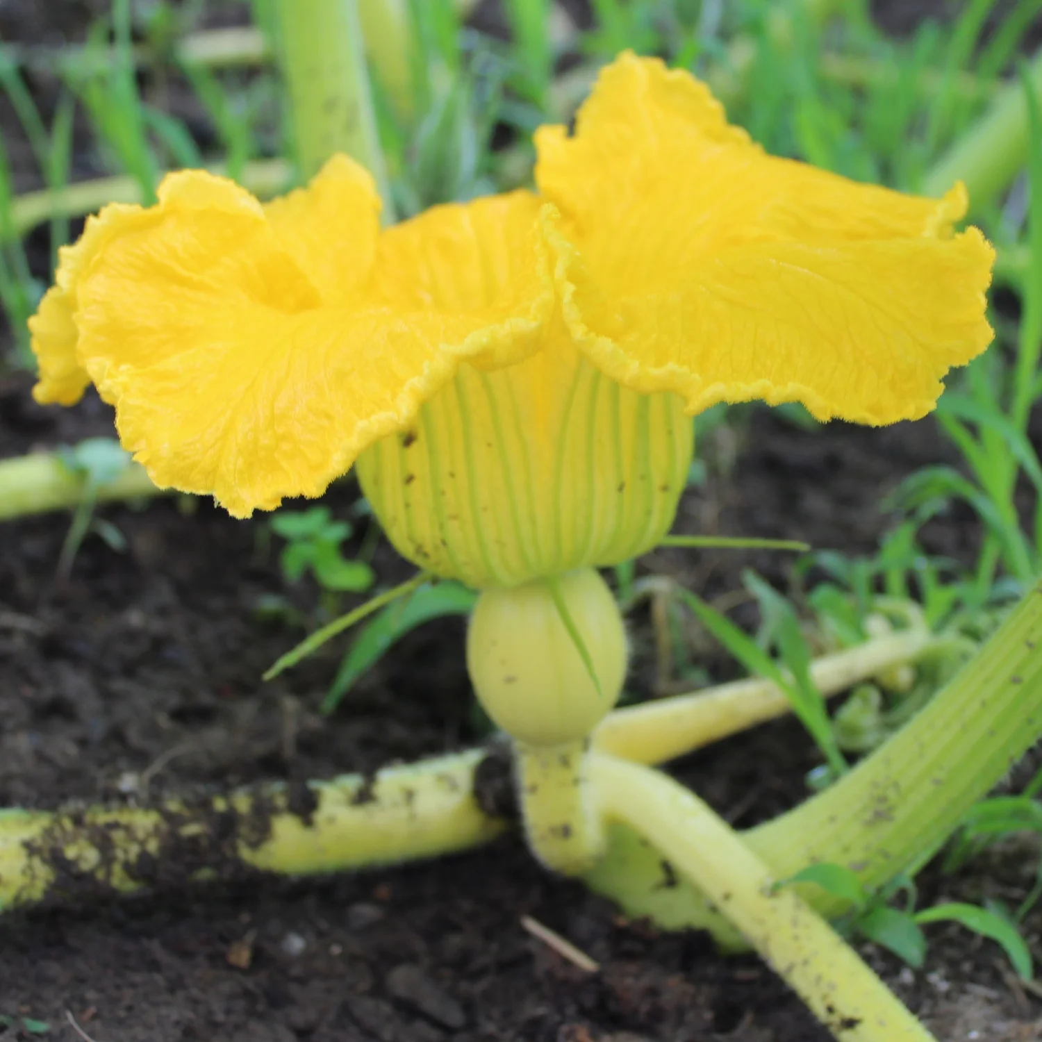 How to Grow a Giant Pumpkin — Green Adrenaline