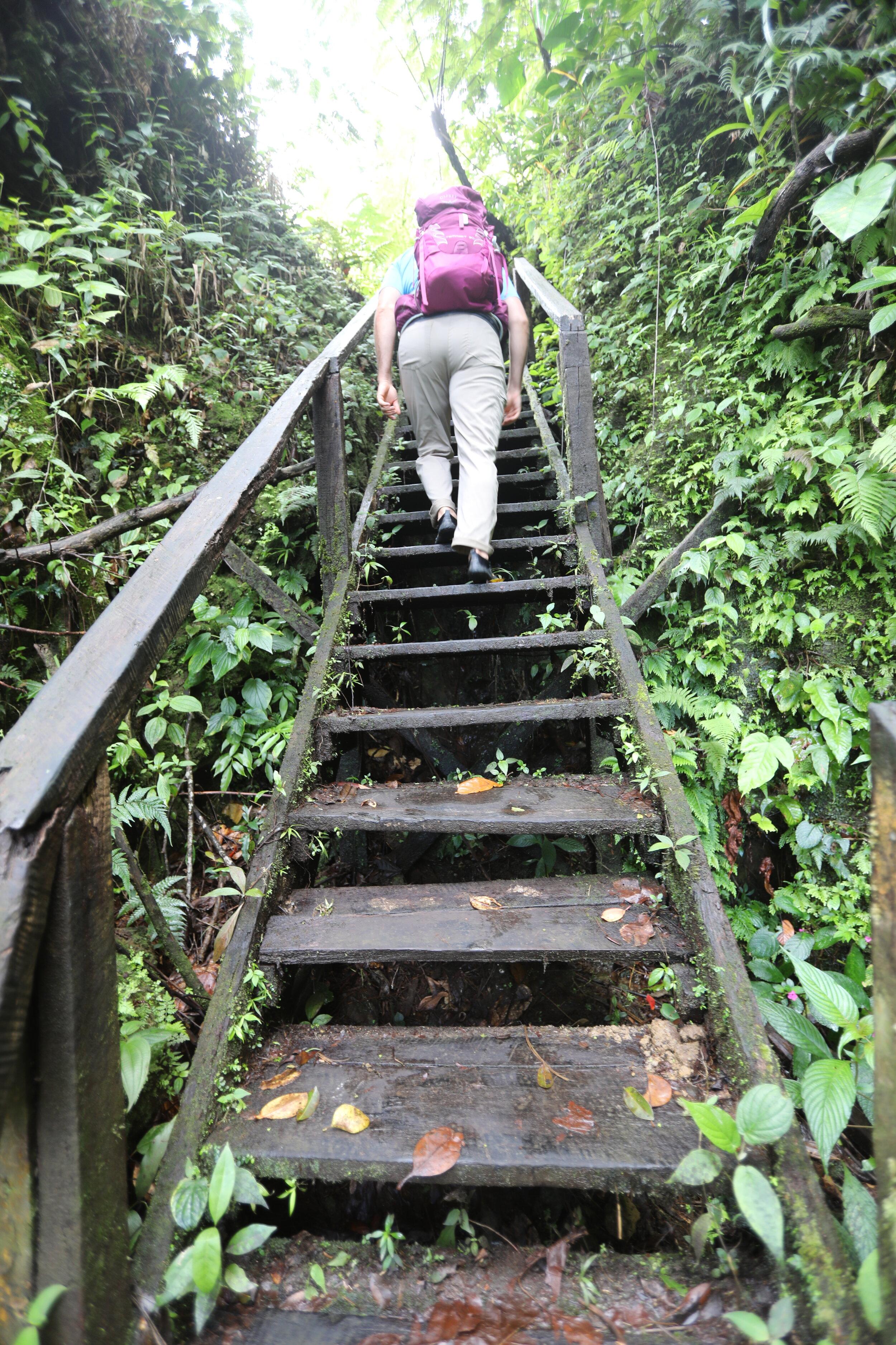  Steps in the beginning of our hike to Boiling Lake in Dominica. 