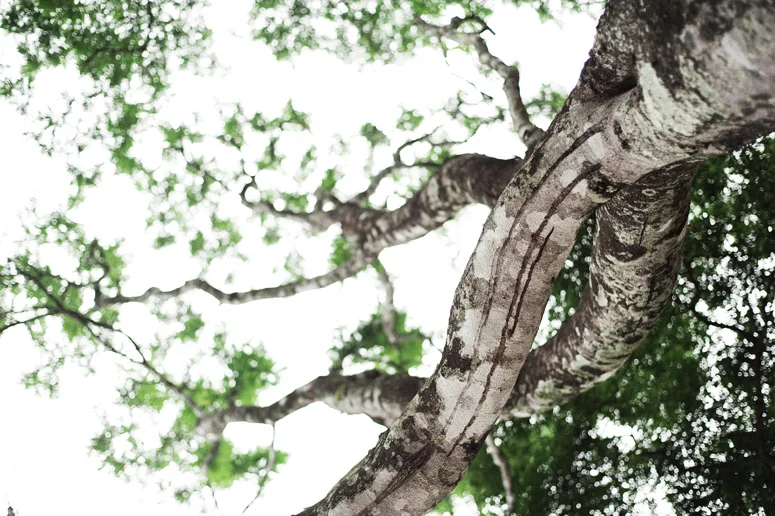 Costa Rica Wedding Planner