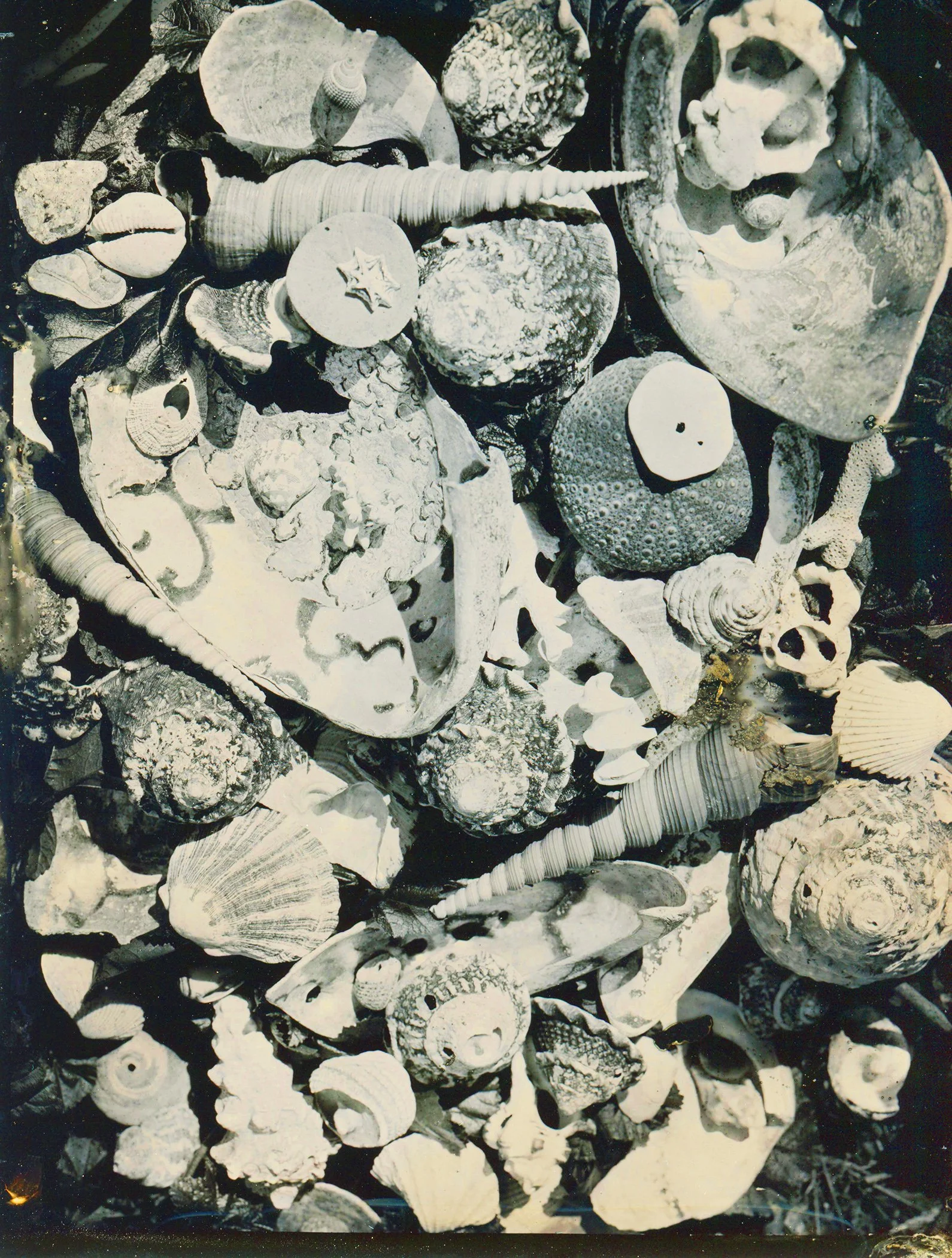 SHells4Print.jpg