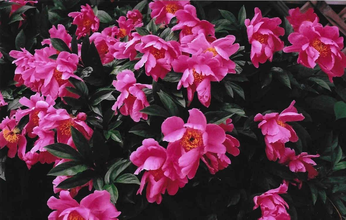 flowerfilm2.jpg