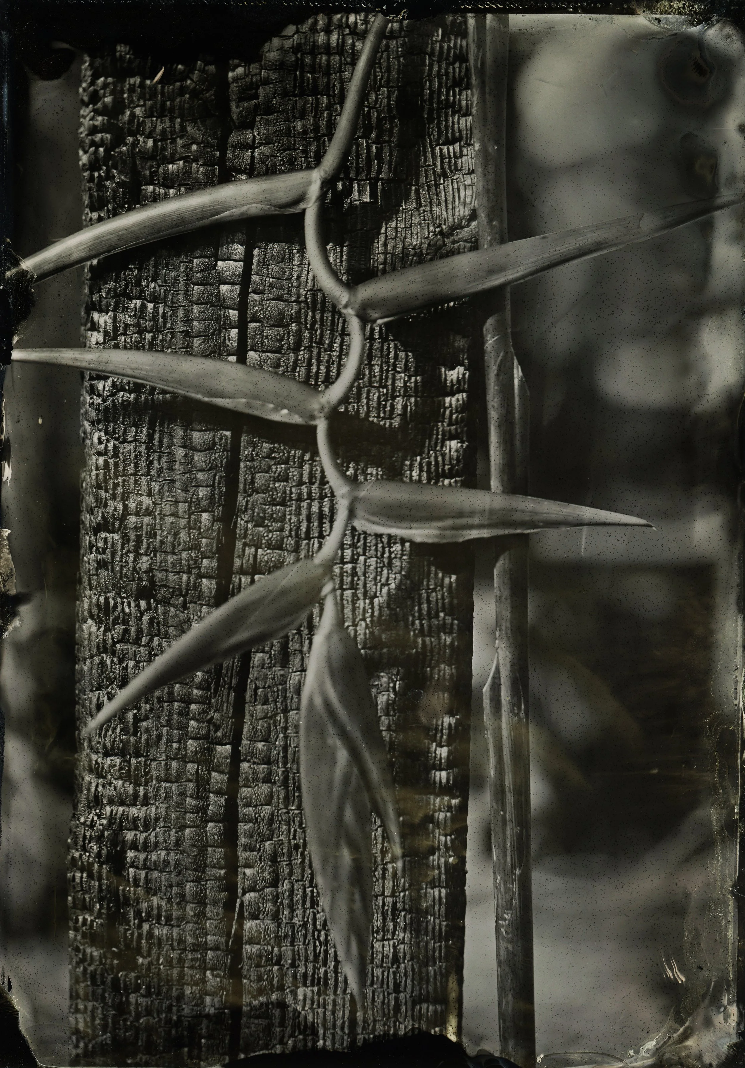 02_mills_sunny_ashes to life_2025.jpg