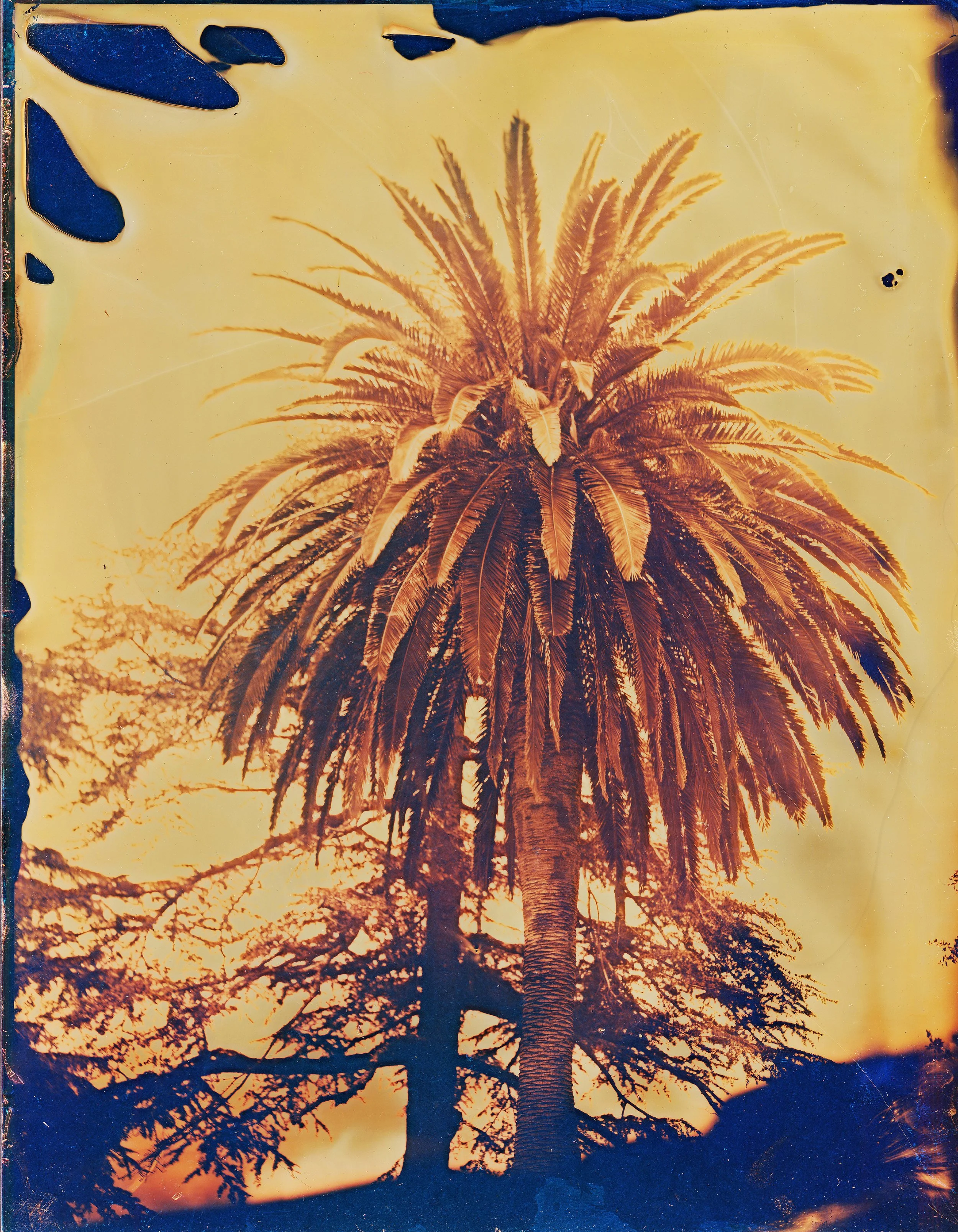 08_mills_sunny_Holo-Palm Altadena_2024 copy.jpg