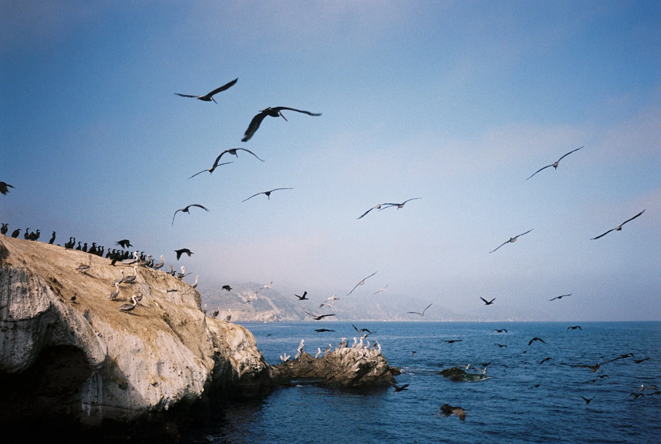 catalina film birds.jpg