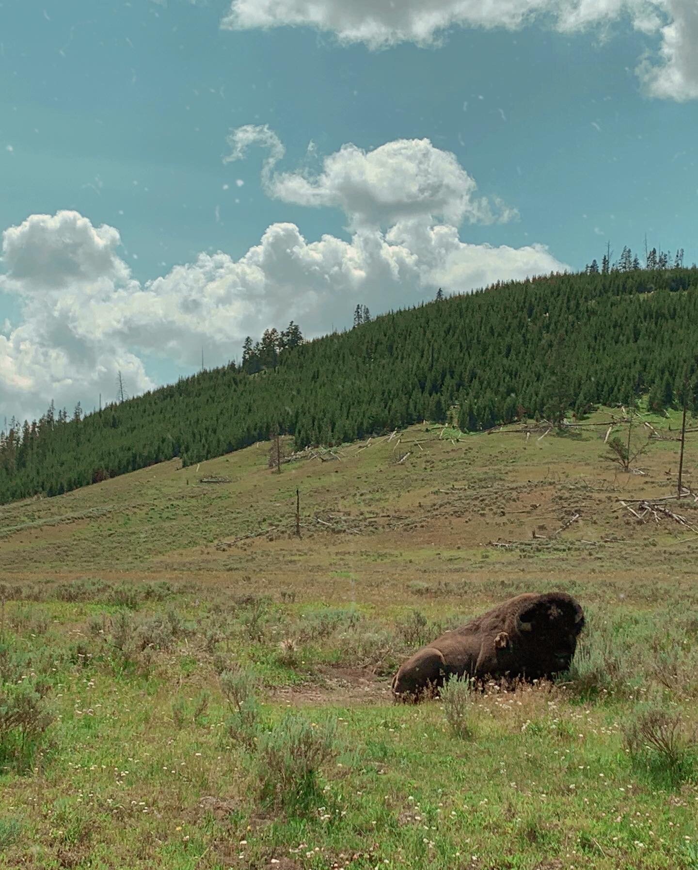 yellowstone-bison.JPG