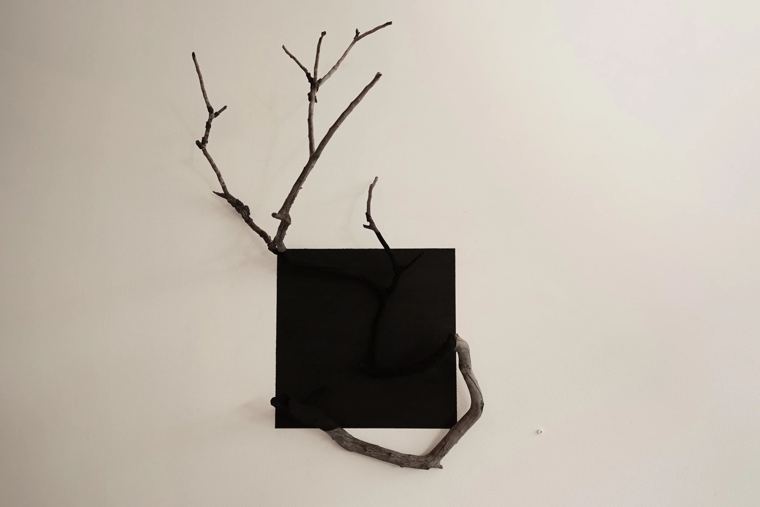 The Disappeared. Found Wild Fires Wood & Charcoal