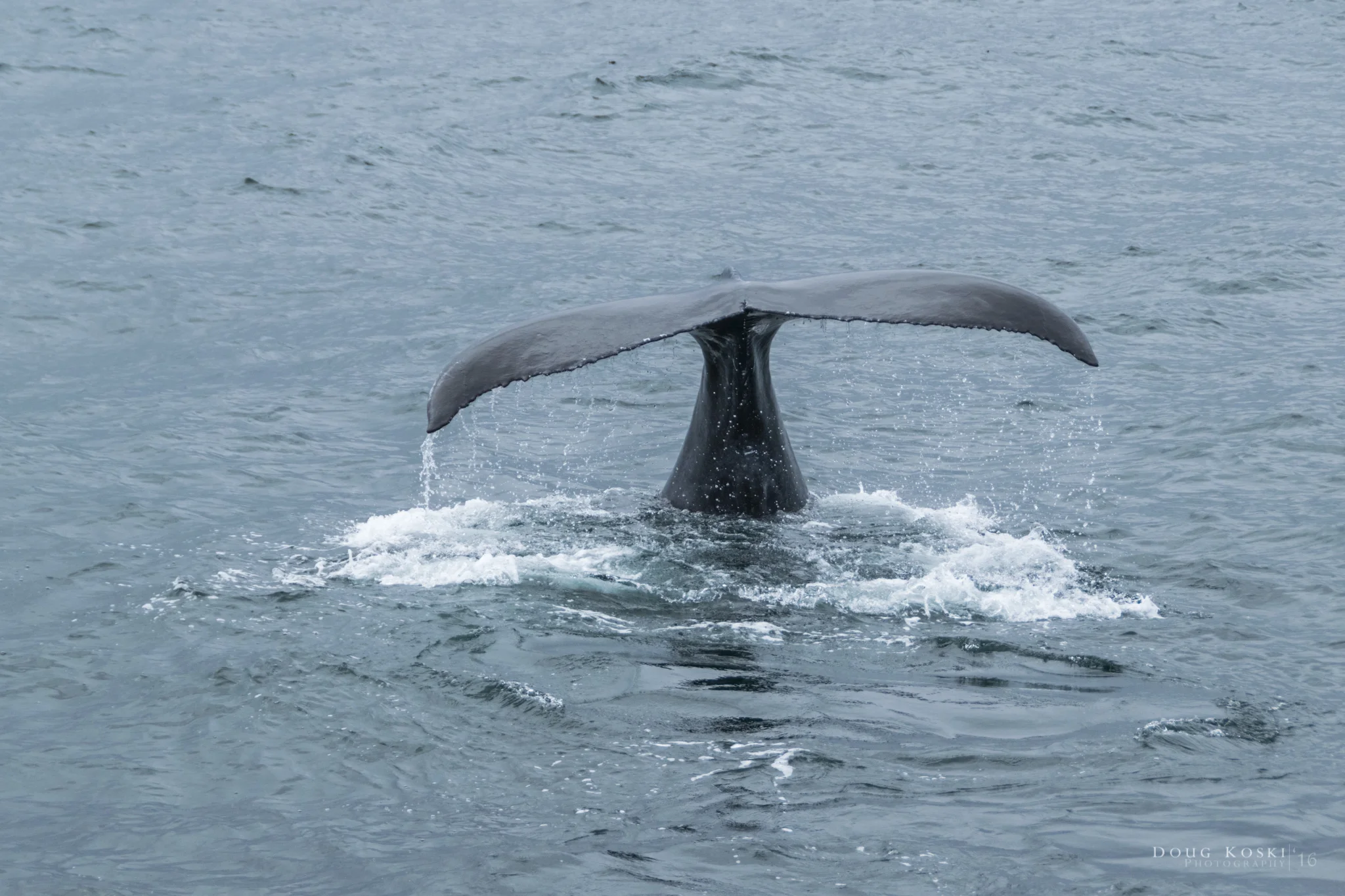 Granite State Whale Watch