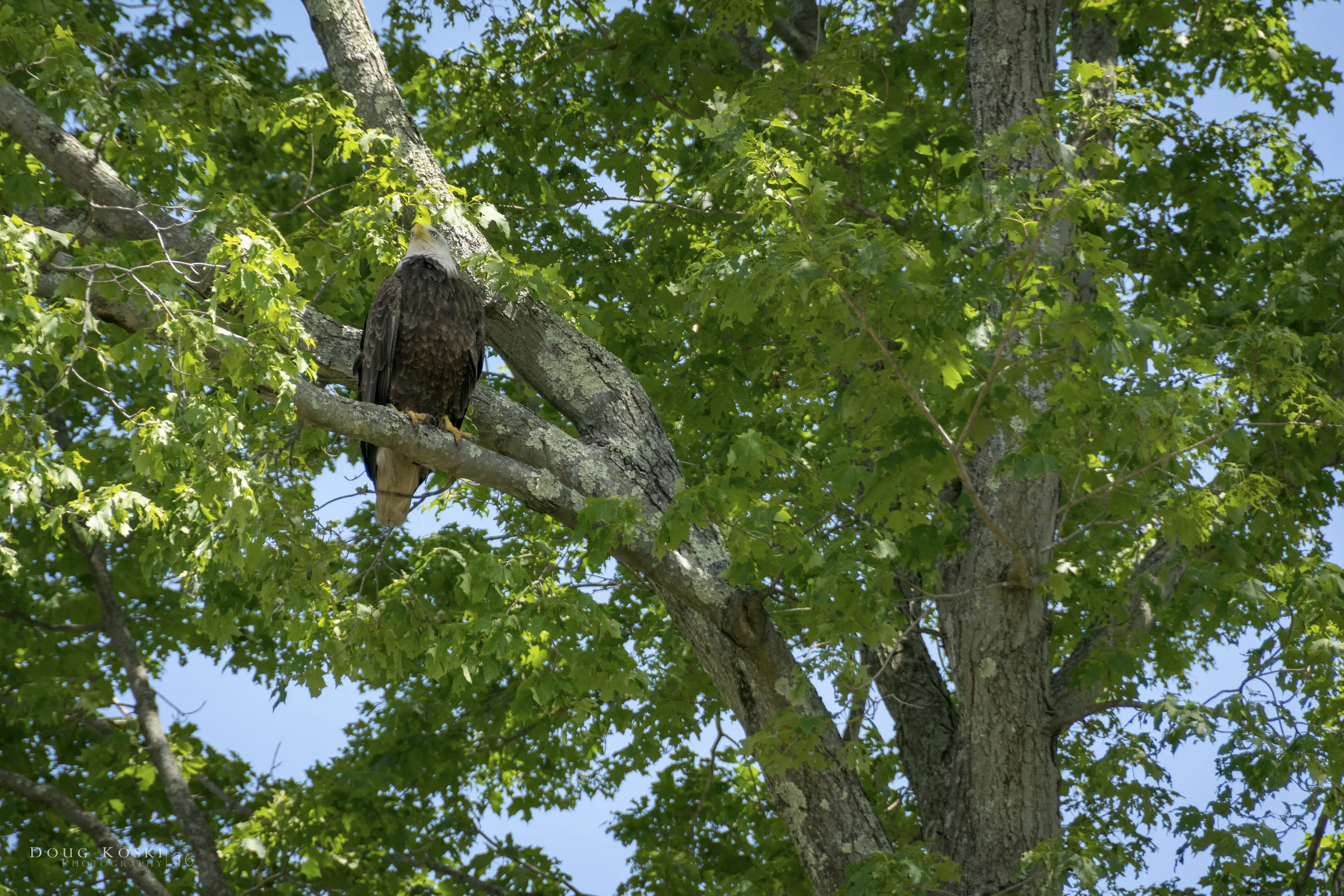 Eagles Nest