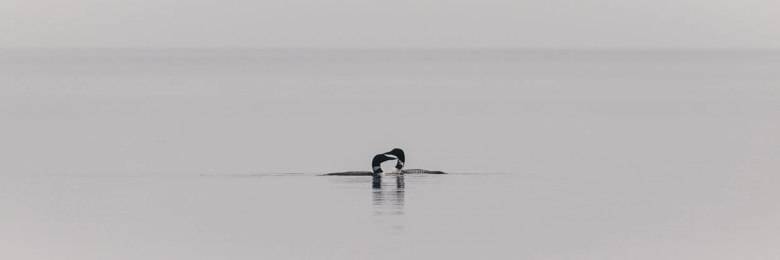 Wildlife