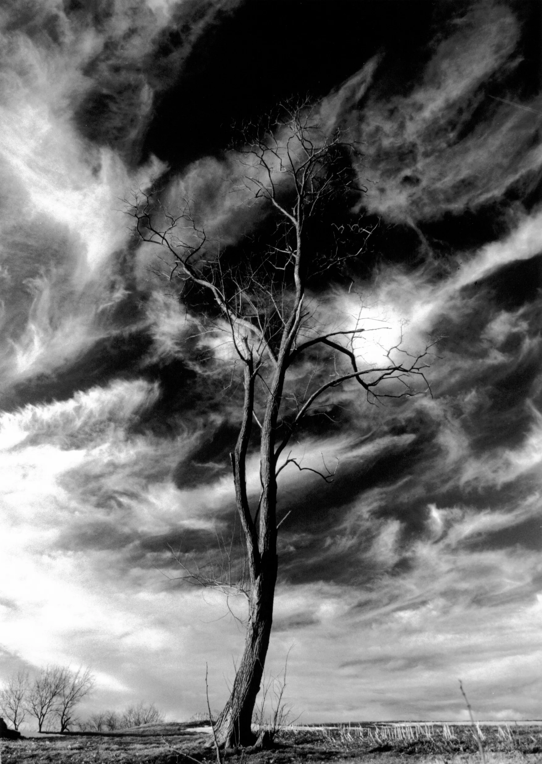 tree and sky