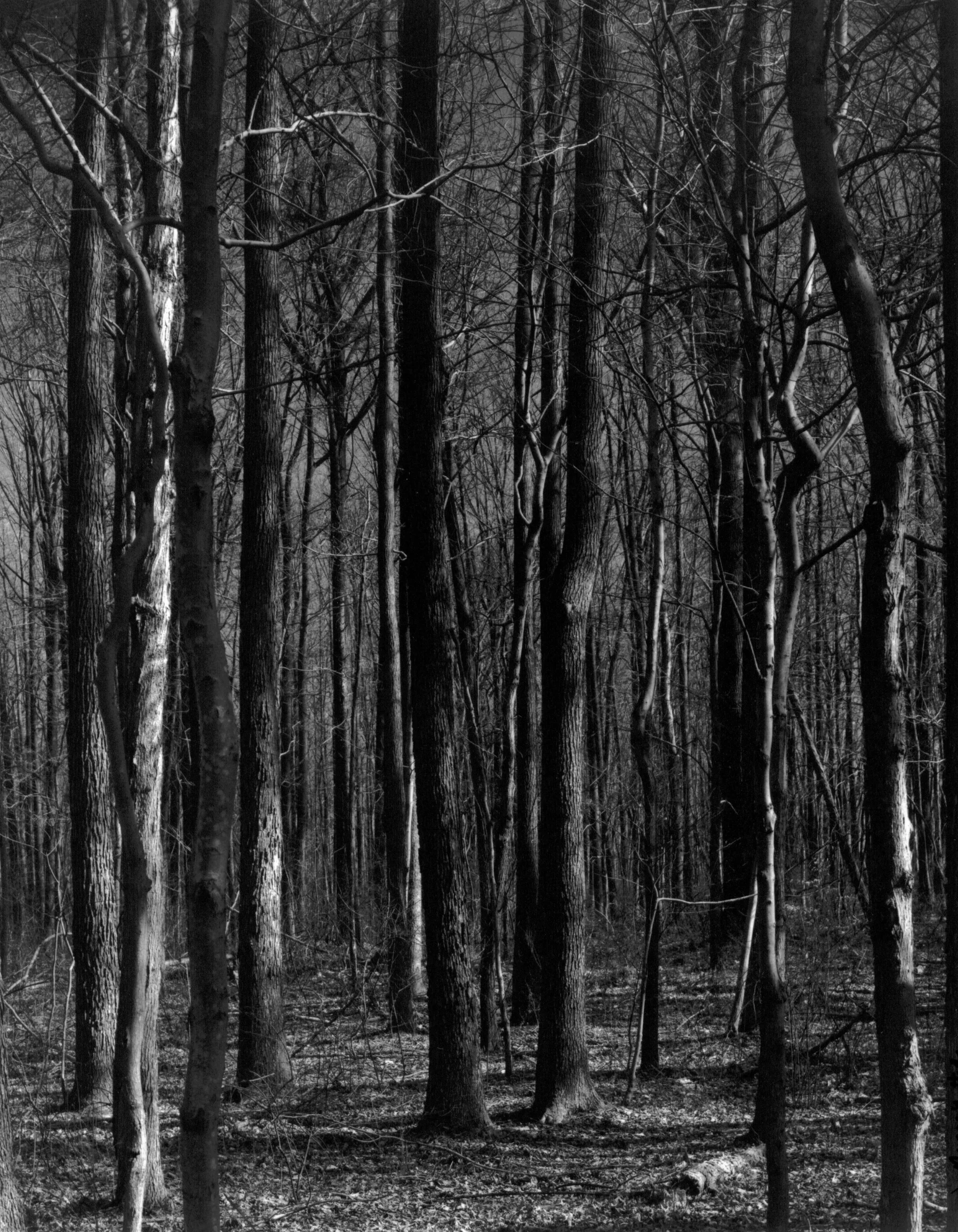 trees