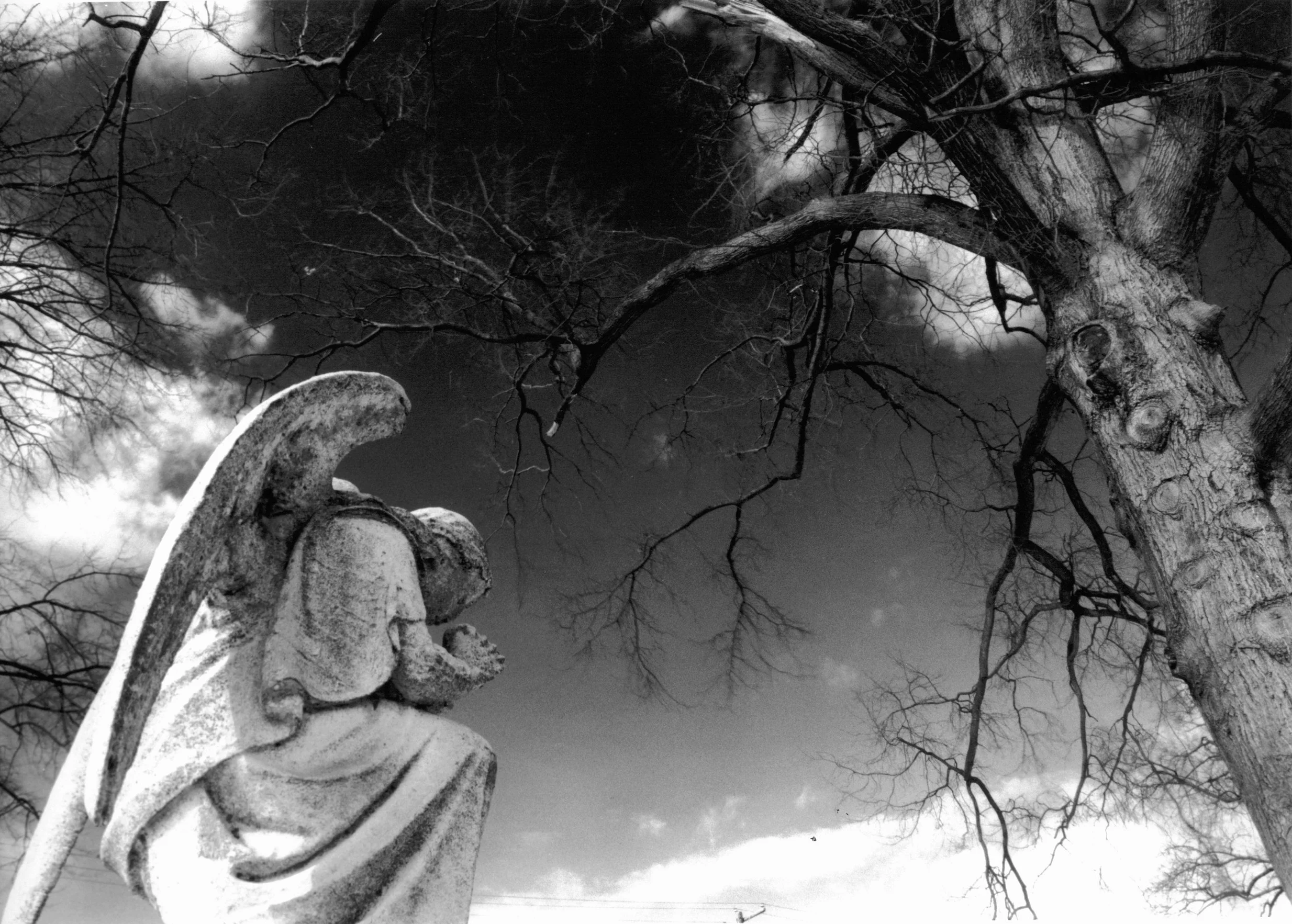 angel and tree