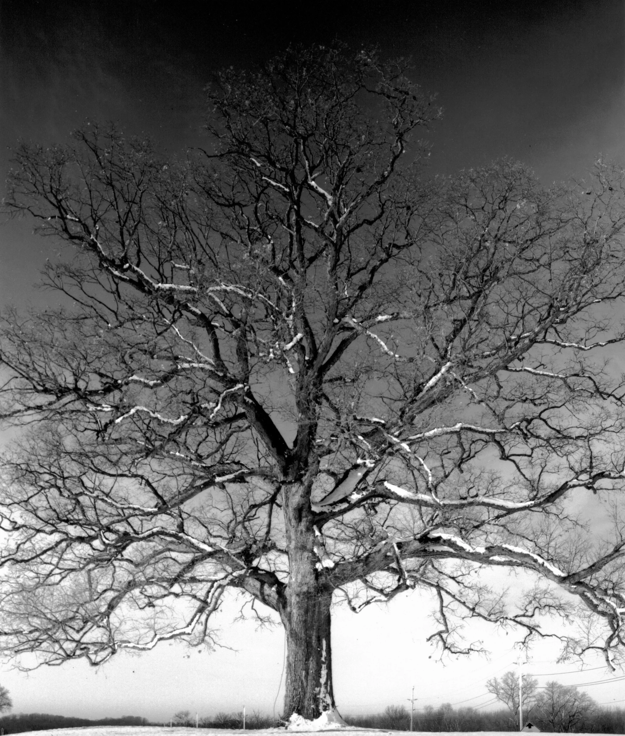 white oak