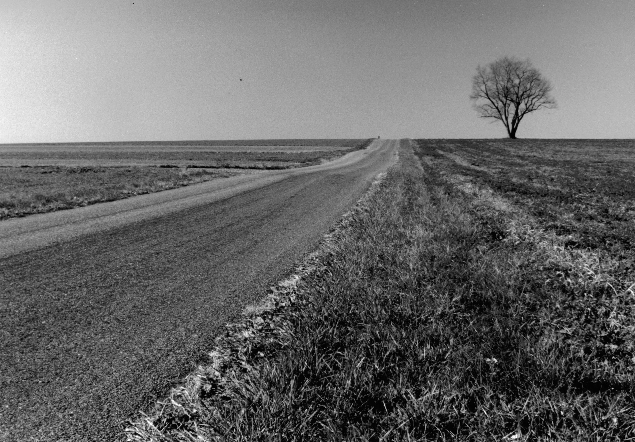 tree and road
