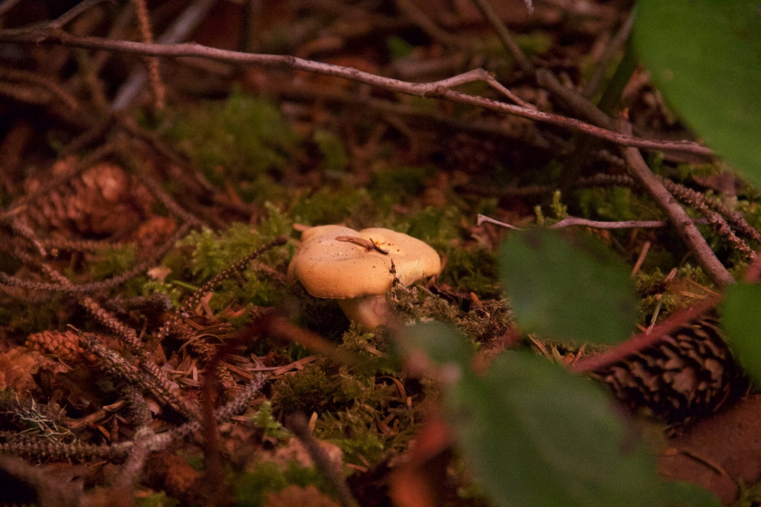 _MG_0756.jpg