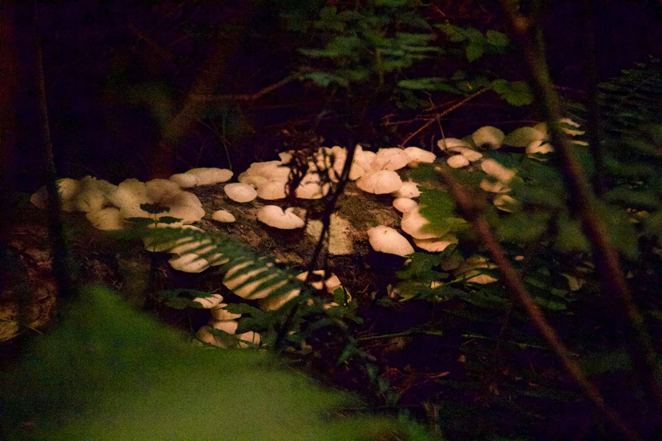 _MG_0770.jpg