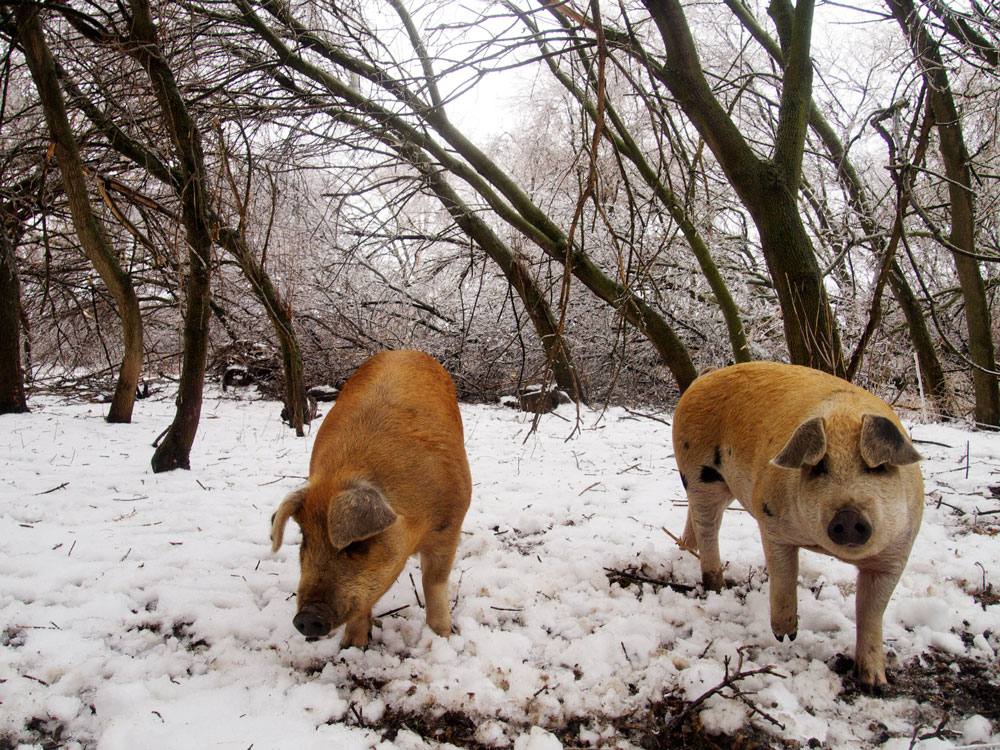 pigs
