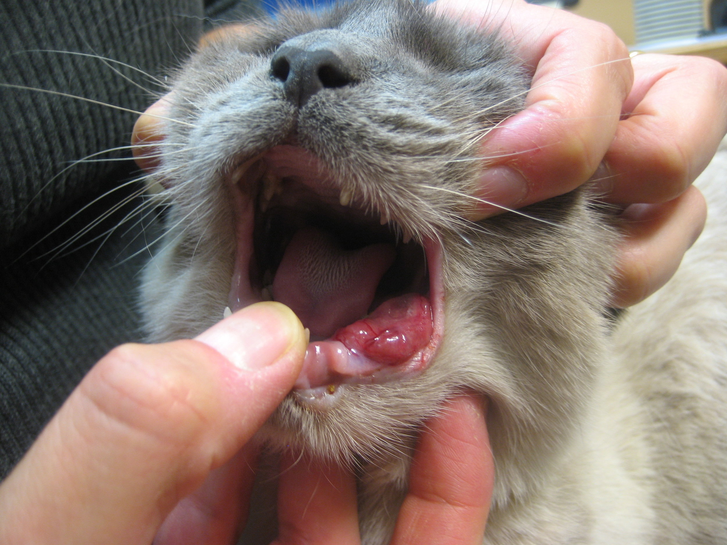 Tumor On Cats Neck