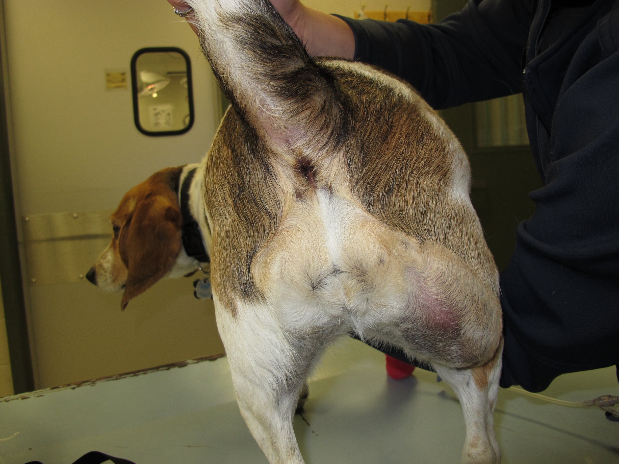 can-fatty-cysts-in-dogs-be-drained-best-drain-photos-primagem-org