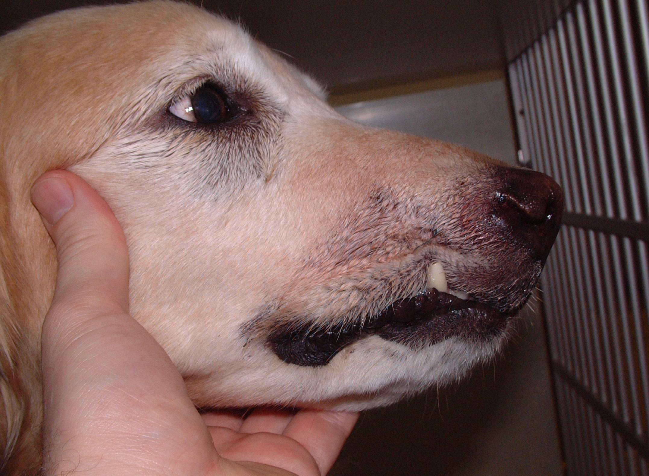 1 Day Postoperative