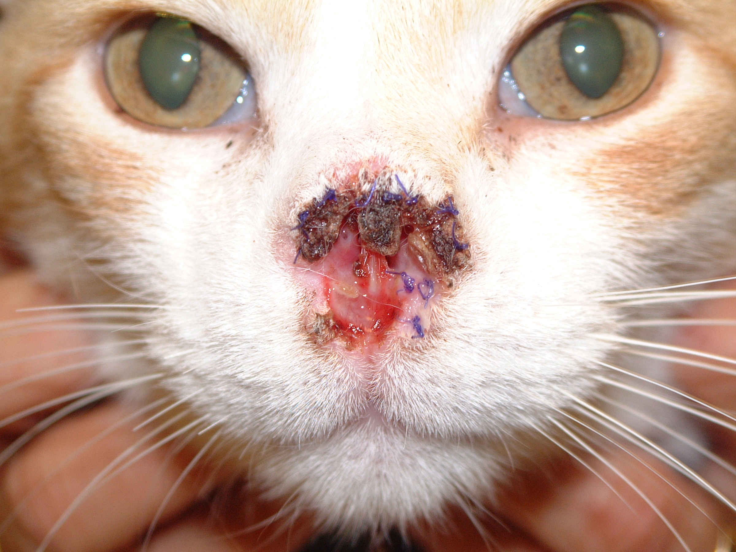 Nose Cancer in Cats PetMD