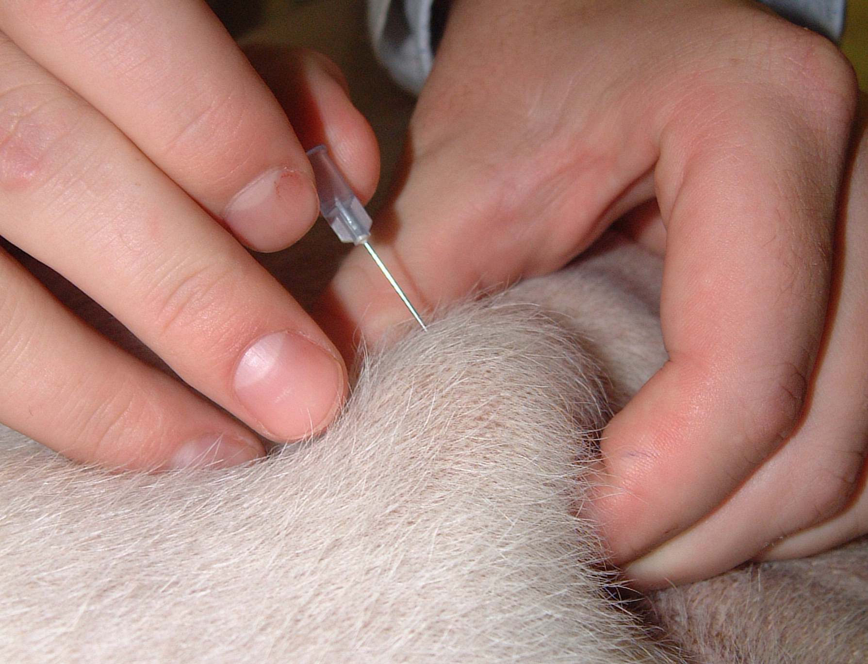 Fine-needle aspirate of a subcutaneous mass in a dog.