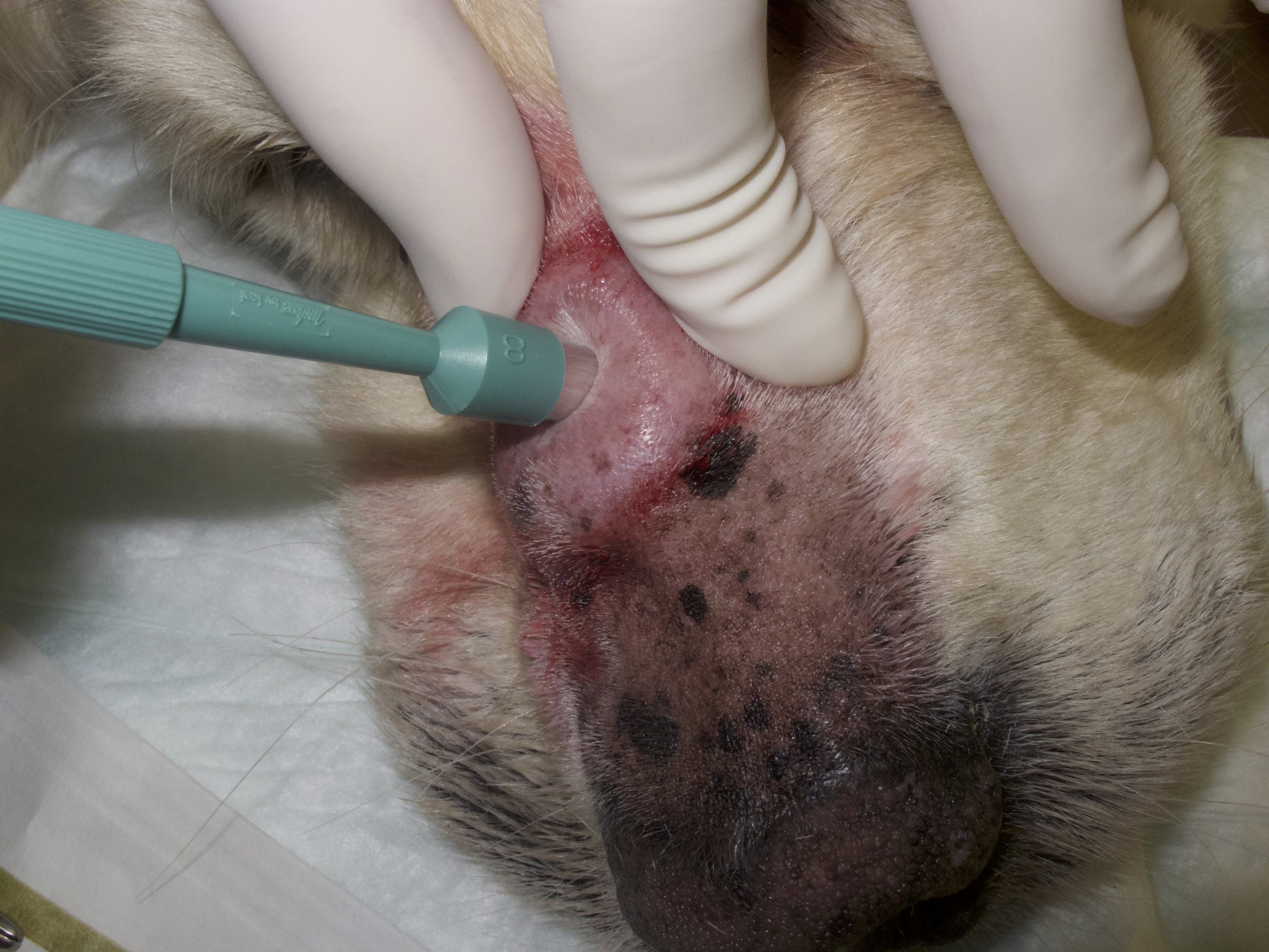 Incisional (punch) biopsy of a cutaneous mass on the nose of a dog.