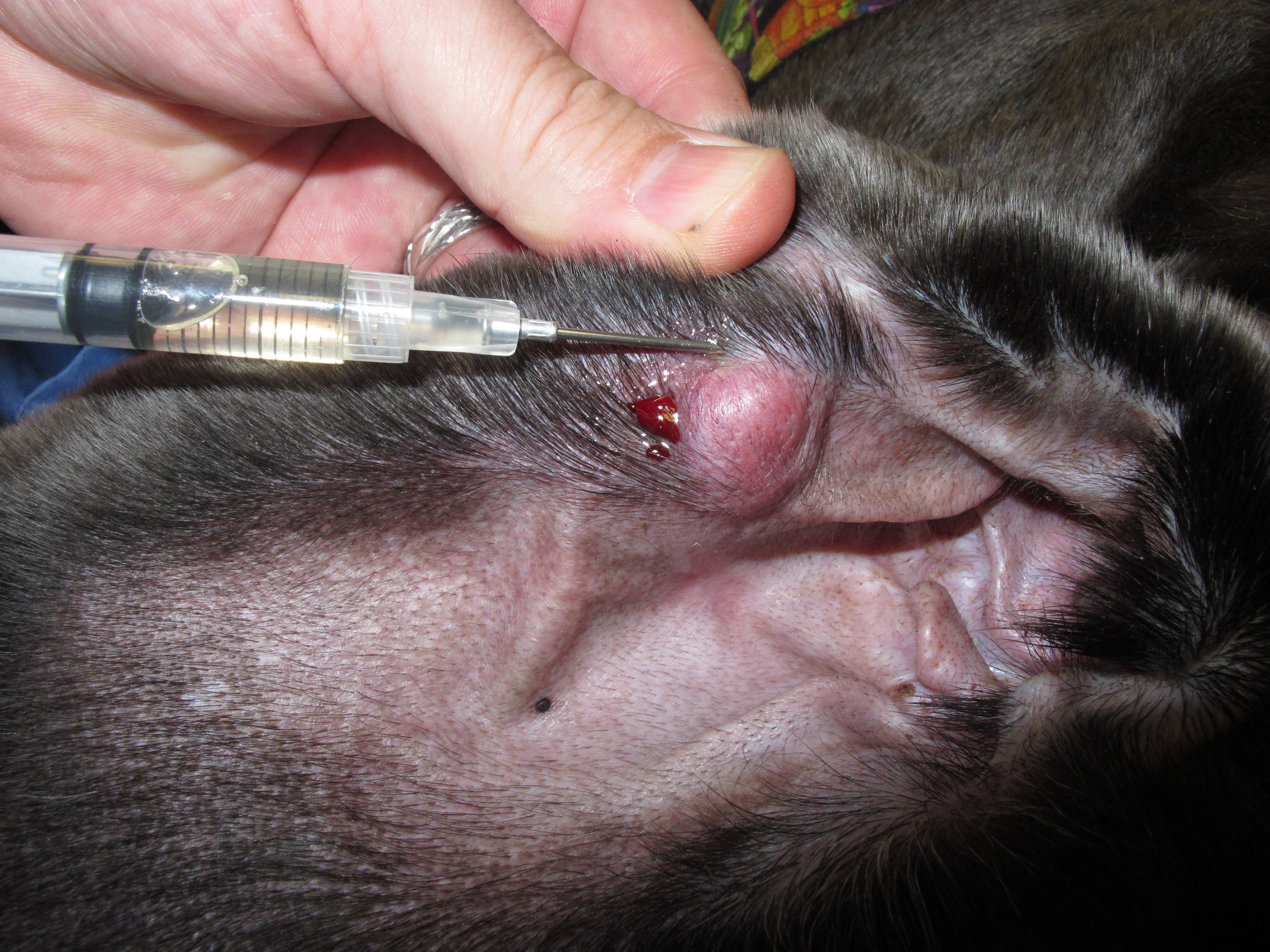 Four-quadrant peritumoral injection of Lipidiol, a lipid-soluble contrast agent, around a mast cell tumor on the pinna of a dog. This injection is performed 24 hours prior to surgery and usually under sedation.