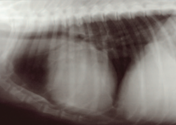 Lateral thoracic radiograph of a dog with pericardial effusion showing a large globoid cardiac silhouette. From Shaw SP, Rush JE. Canine pericardial effusion: diagnosis, treatment, prognosis. Compendium, 2007.