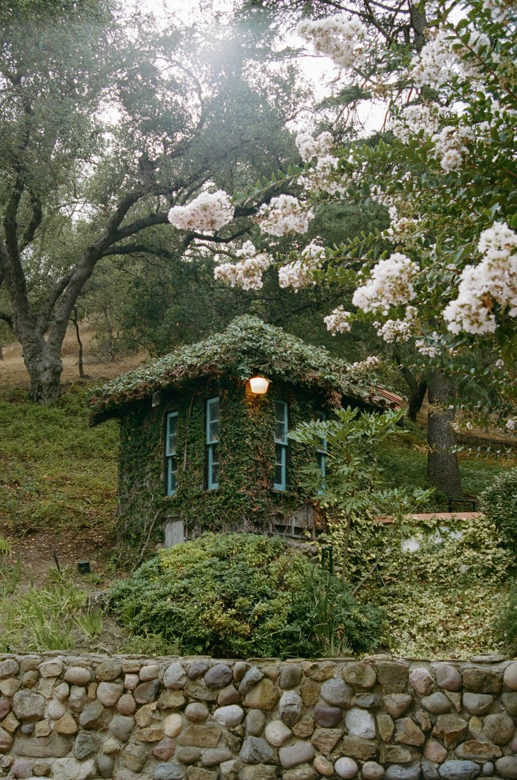 A small, charming house covered in green ivy, with a stone wall in the foreground, surrounded by lush trees and white flowering bushes, with sunlight filtered through the trees.