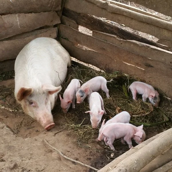 Sow and piglets 22.jpg