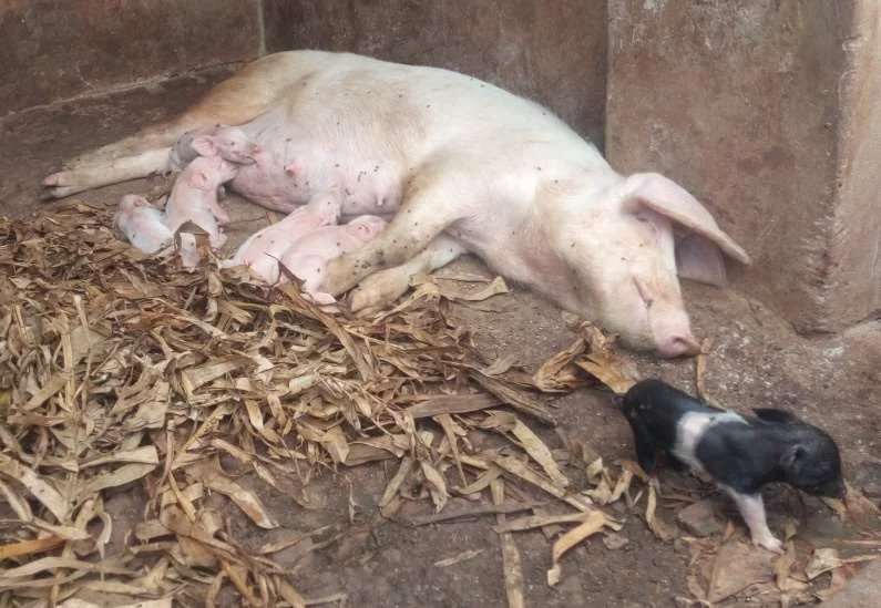 pigs (2).jpg
