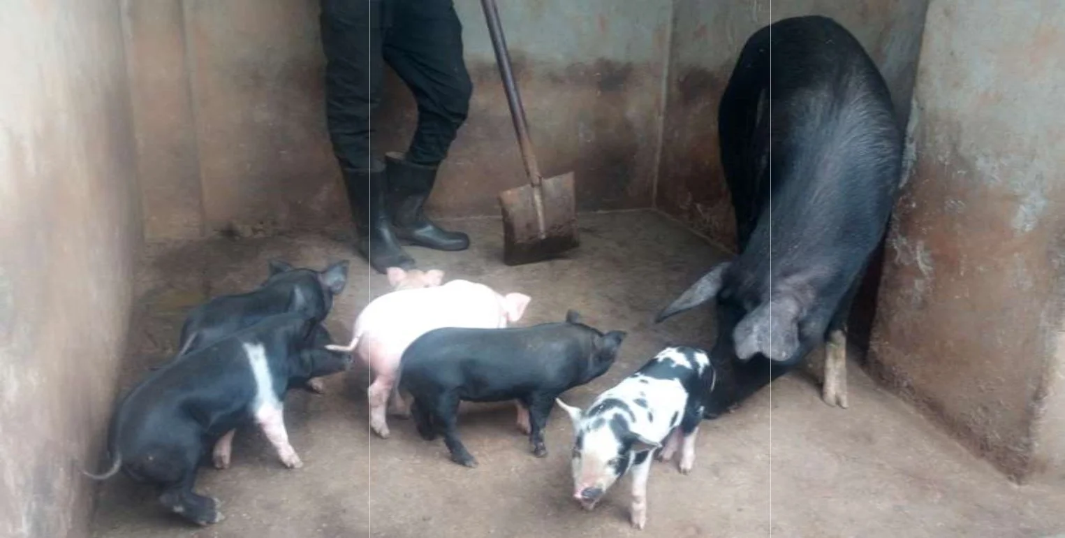 Pigs 25.jpg
