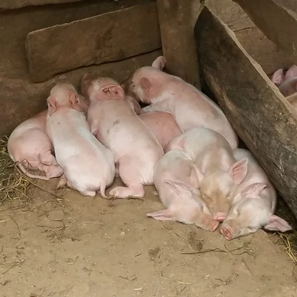 Piglets 22.jpg
