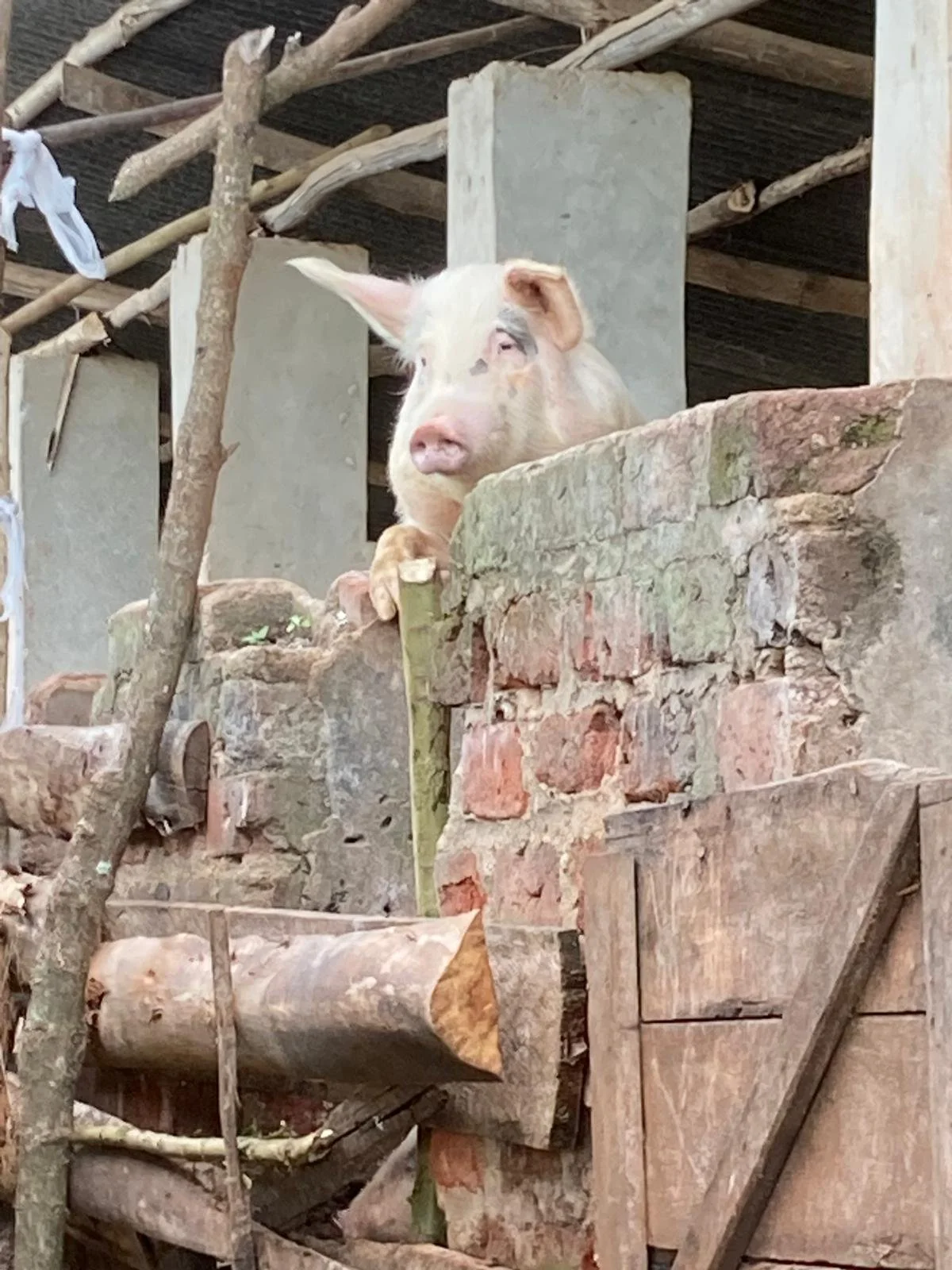 pig grin.jpeg