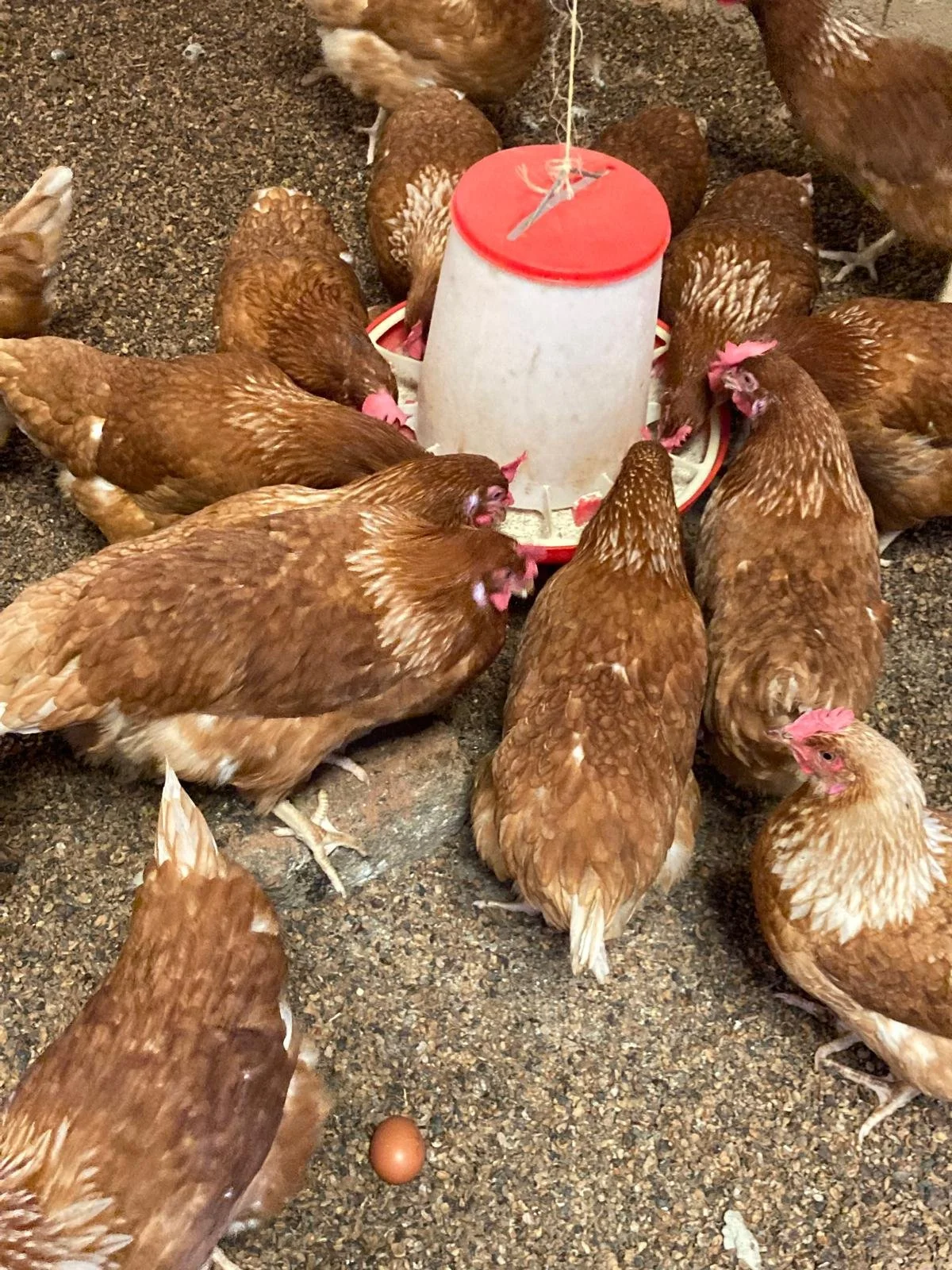 chicken feed.jpeg