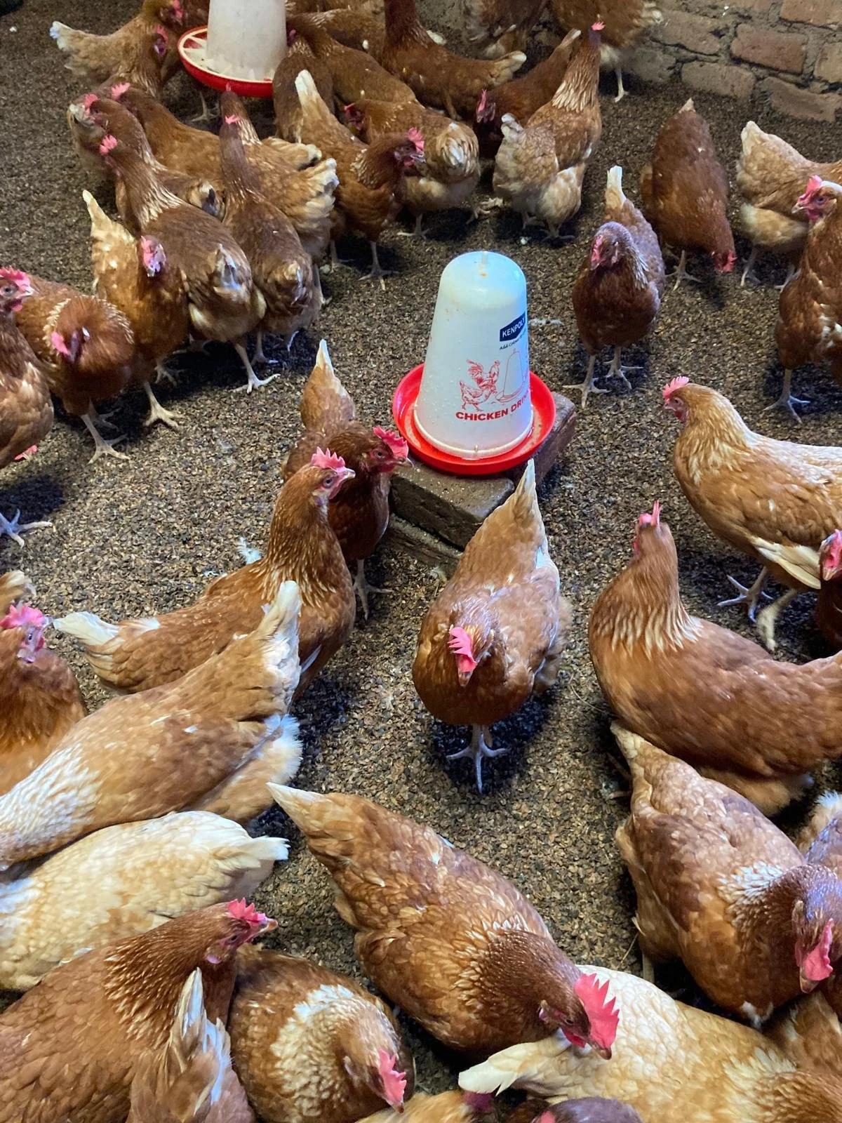 chicken 1.jpeg