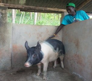 pig + pigman Nicholas.jpg