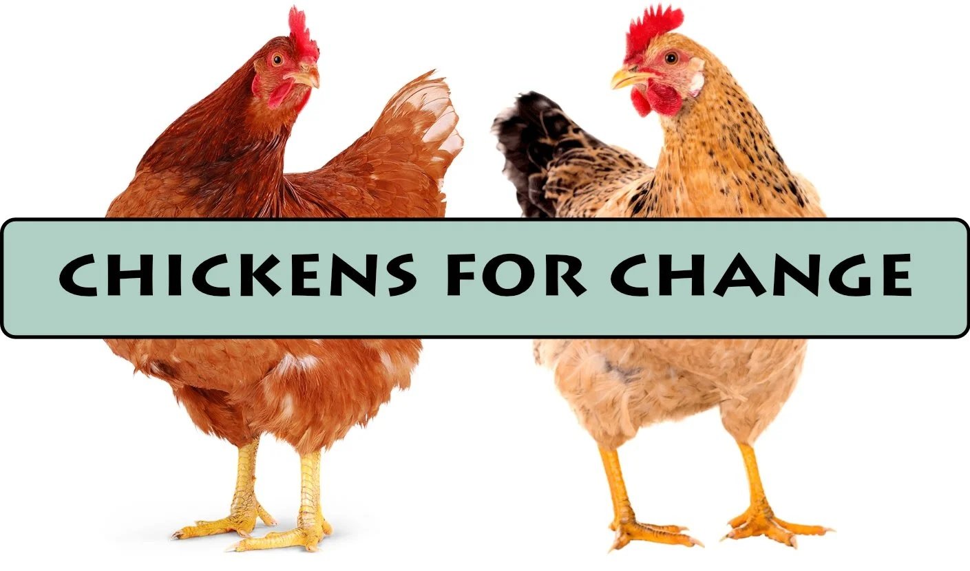 chickens+for+change.jpg