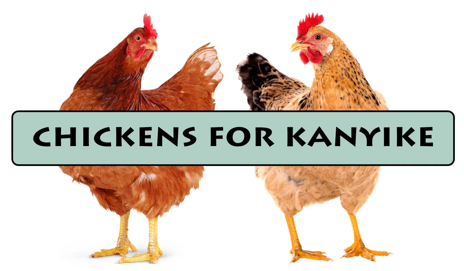 chickens banner.jpg