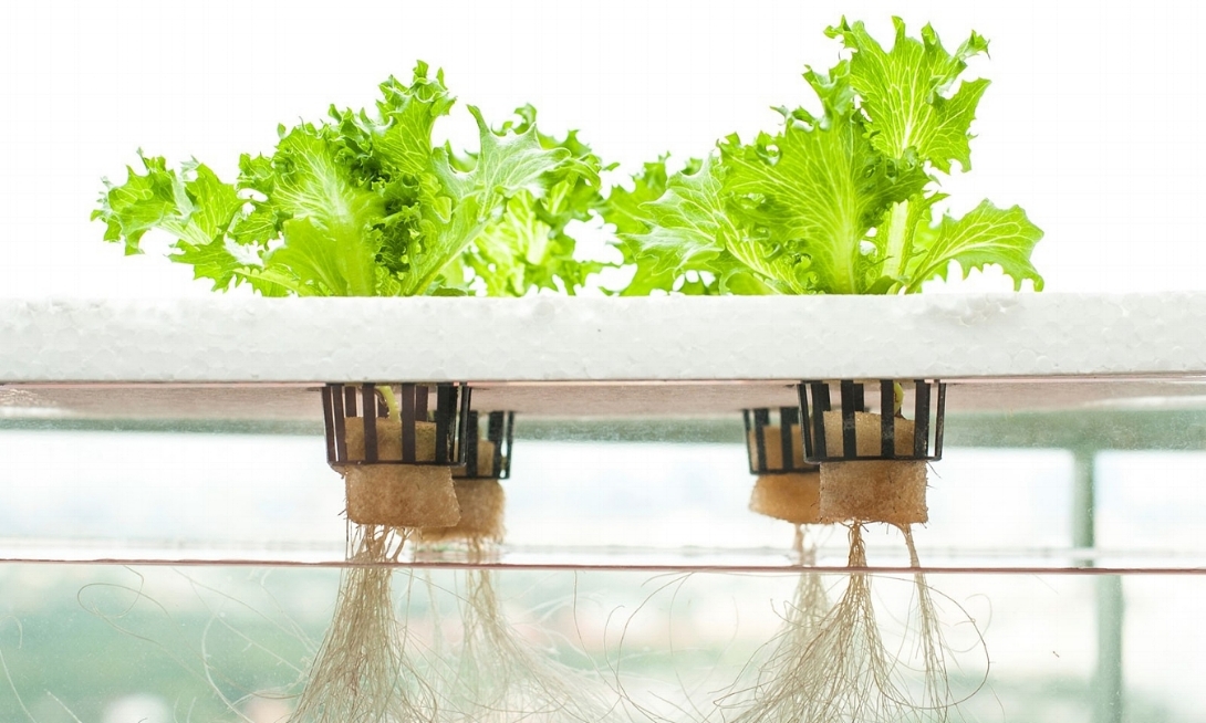 What is hydroponics